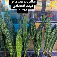 سانس پوست ماری