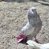 کفتریا کبوترجفت ۵۰۰.تکی ۳۰۰