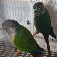 جفت مولد گرینچیک  جفت قناری نرو ماده