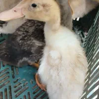 جوجه اردک زشت