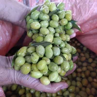 انجیر خشک و زیتون طارم|خوردنی و آشامیدنی|چورزق, |دیوار