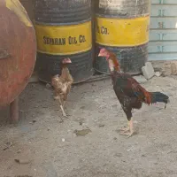 فروش خروس و مرغ|حیوانات مزرعه|شاهین دژ, |دیوار