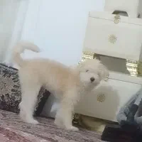 پاپی شیتزوکراس|سگ|تربتحیدریه, جانبازان|دیوار