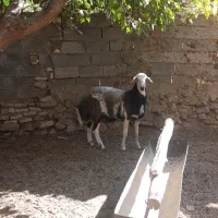 بره قوچی ابلغ اصیل