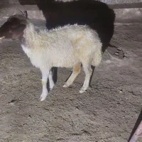 میش نیم گوشت