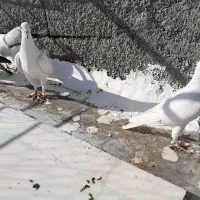 پلاکی اصل سفید