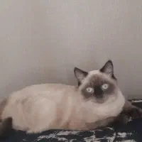 گربه جهت جفت گیری