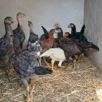 مرغ و خروس لاری  نژاد اصل آلمان اوشامو|حیوانات مزرعه|مشهد, فرهنگ|دیوار