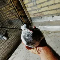 کبوتر