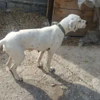 سگ شکاری