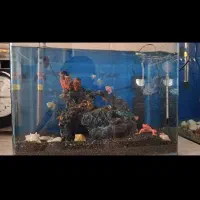 آکواریوم شیشه خم با ماهی