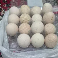 تخم بوقلمون نطفه دار