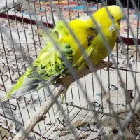 جفت مرغ عشق پروانه ای و انگلیسی