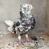 کبوتر گلی نر