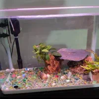 آکواریوم شرکتی شیشه خم مدل دلسا|ماهی|فردیس, فردیس|دیوار