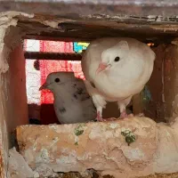 طوقی هفت رنگ|پرنده|طبس, |دیوار