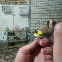 سهره وحش و جفتی قناری|پرنده|اندیمشک, |دیوار