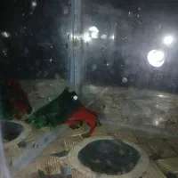 ماهی های زینتی عمده