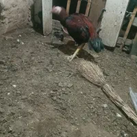 خروس لاری جوان|حیوانات مزرعه|مرند, |دیوار