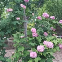 فروش زمین ۵۰۰ متری|فروش زمین و ملک کلنگی|باقرشهر, |دیوار