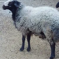 بره نر|حیوانات مزرعه|ماهدشت, |دیوار