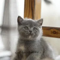 بچه گربه اسکاتیش آنفولد و بریتیش لانگ هیر