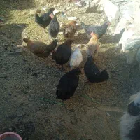 مرغ بومی|حیوانات مزرعه|فرخشهر, |دیوار