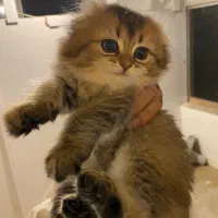 گربه ملوس اسکاتیش