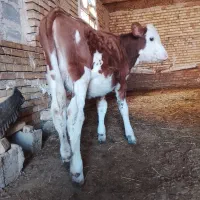 گوساله ماده اصیل بهترین جنس اشخانه
