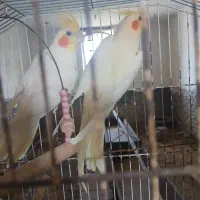 عروس هلندی