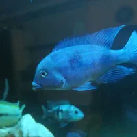 ماهی پرت وتعدادی ماهی گوشتخوار