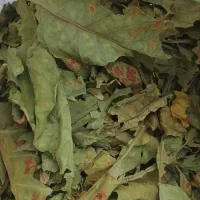 سبزی تازه درجه یک رمشک به عکس و توضیحات توجه کنید