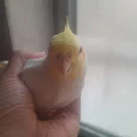 عروس هلندی نر