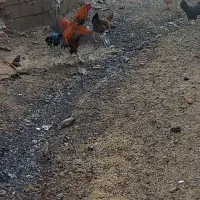 خروس لاری|حیوانات مزرعه|امام, |دیوار