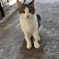 واگزاری گربه