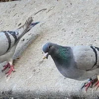 کبوتر دمگیر فیروزه ای