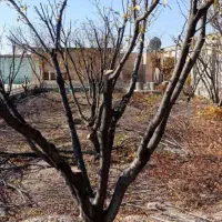 هرس و باغبانی