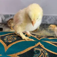 جوجه محلی و جوجه برهما|حیوانات مزرعه|گرگان, |دیوار