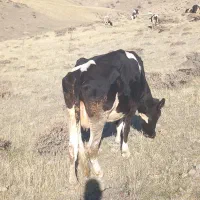 گاو جوان باگوساله ماده