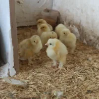 جوجه برهما و اردک|حیوانات مزرعه|مشهد, ویلاشهر|دیوار