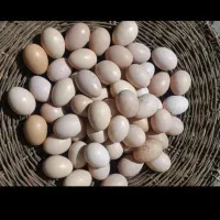تخم مرغ محلی و گلین اورگانیک