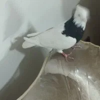 کفتر طوقی ماده|پرنده|شاهین‌شهر, فردوسی|دیوار