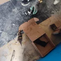 گربه