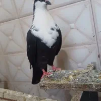 کفتر|پرنده|زابل, |دیوار