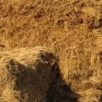 علف باغی مخلوط