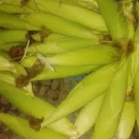 بلال شیره تازه