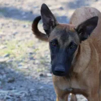 واگذاری سگ مالینیوز|سگ|گرگان, |دیوار