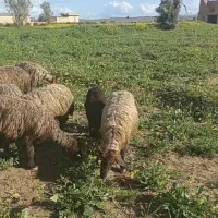 فروش 22راس میش