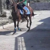 مادیون عرب کورسی یکسر وارداتی.