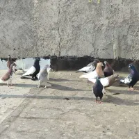 کفتر بهبونی